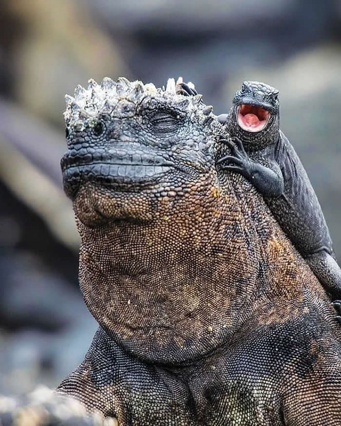 Pure Cuteness: 32 Adorable Photos of Animal Parents and Their Babies 62 A young marine iguana riding on the back of a larger adult iguana, with the baby clinging closely behind its head.