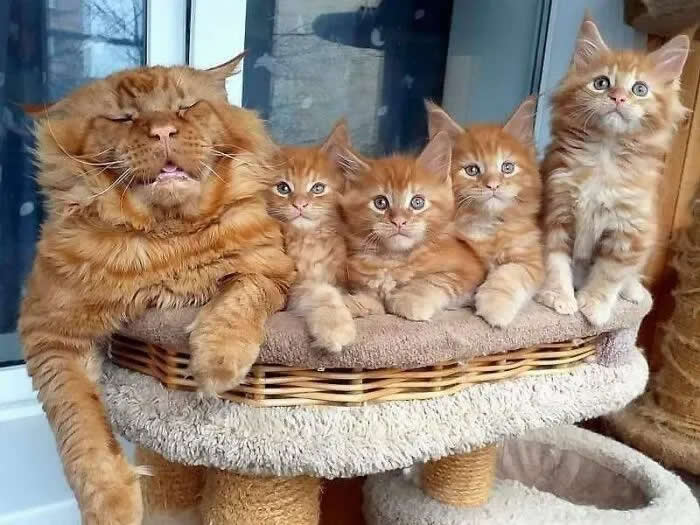Pure Cuteness: 32 Adorable Photos of Animal Parents and Their Babies 63 A fluffy orange mother cat sitting with four orange kittens on a cat tree, posing together in a cozy indoor setting.