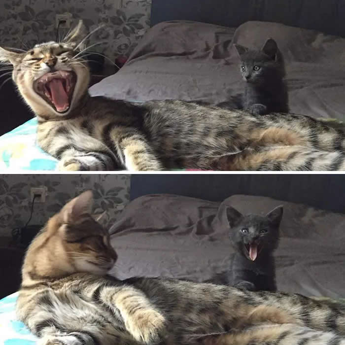Pure Cuteness: 32 Adorable Photos of Animal Parents and Their Babies 64 A tabby mother cat lying on a bed with her mouth open while a small black kitten sits behind her, also opening its mouth in a funny expression.