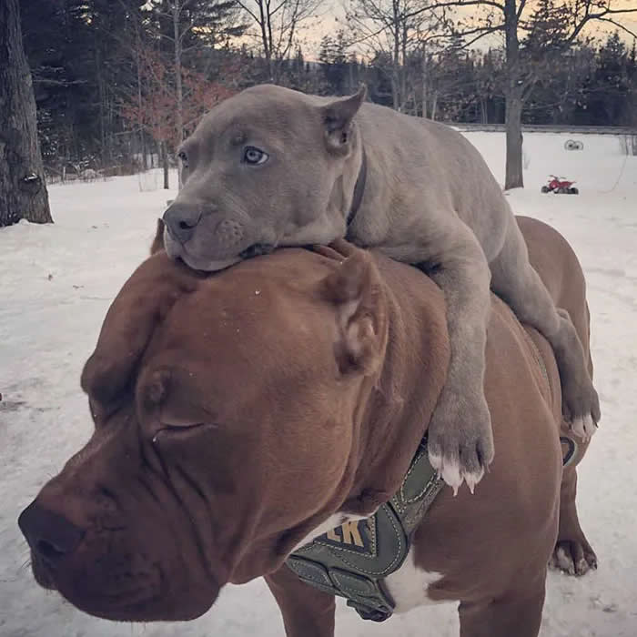 Pure Cuteness: 32 Adorable Photos of Animal Parents and Their Babies 65 A smaller gray dog resting on the back of a larger brown dog in a snowy outdoor setting, creating a sweet and affectionate moment between the two animals.