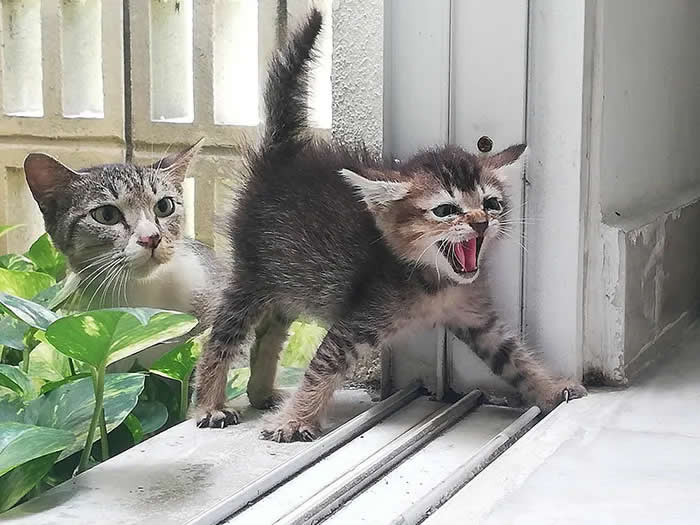 Pure Cuteness: 32 Adorable Photos of Animal Parents and Their Babies 66 A small fluffy kitten walking along a windowsill with its mouth open, while a tabby mother cat follows closely behind.