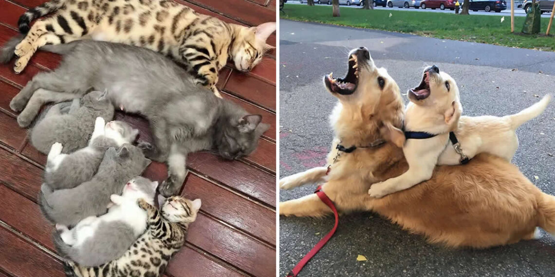 Pure Cuteness: 32 Adorable Photos of Animal Parents and Their Babies 33 Adorable Photos of Animal Parents and Their Babies
