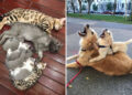Adorable Photos of Animal Parents and Their Babies