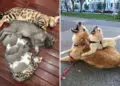 Adorable Photos of Animal Parents and Their Babies