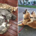 Adorable Photos of Animal Parents and Their Babies