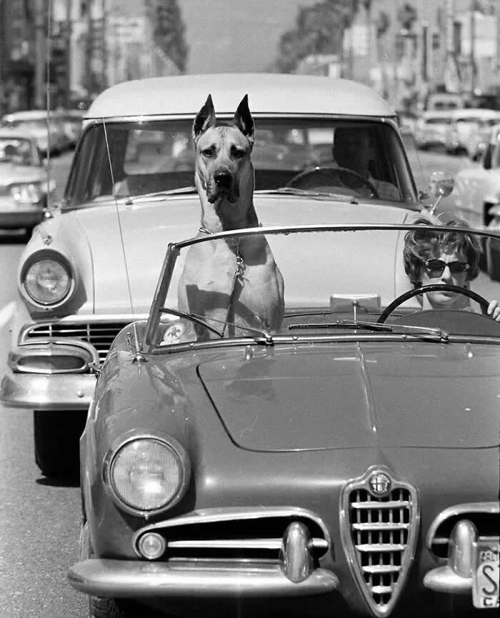 A great dane riding shotgun in a sports car. Hollywood, California 1961. - Animals Stole the Spotlight Historic Photos
