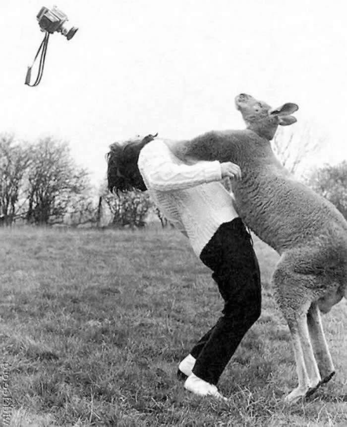 Photographer John Drysdale gets punched by kangaroo, 1962. - Animals Stole the Spotlight Historic Photos