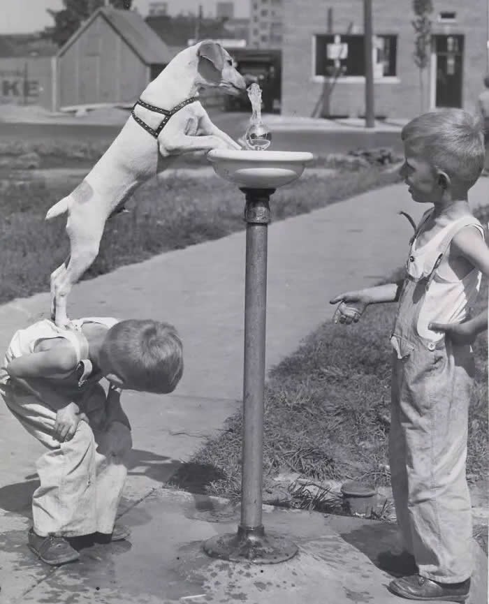 Giving a pal a boost on a hot day, August 28, 1938. - Animals Stole the Spotlight Historic Photos