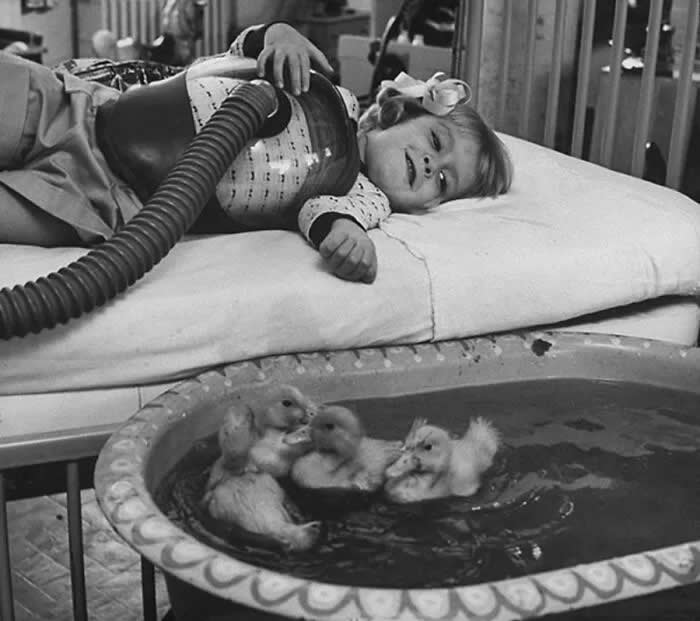 Animal therapy for a young girl in the hospital, 1956. - Animals Stole the Spotlight Historic Photos