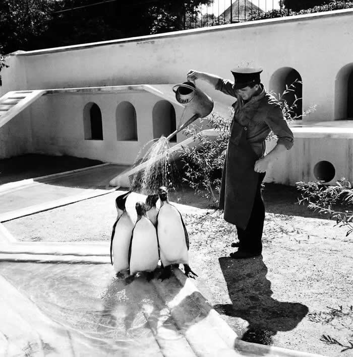 Danish zookeeper watering the emperor penguins on a hot summer day, 1957. - Animals Stole the Spotlight Historic Photos