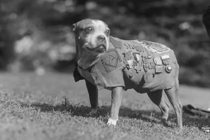 Sergeant stubby, a decorated dog war hero of WW1, photo taken in 1920. - Animals Stole the Spotlight Historic Photos