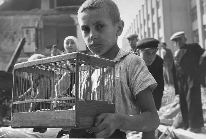 A young boy rescuing his pet canary from the ruins of his home following a German air raid - Warsaw, September 1939. - Animals Stole the Spotlight Historic Photos