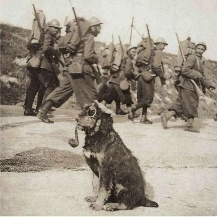 French troops march past a dog sporting goggles and a pipe, 1915. - Animals Stole the Spotlight Historic Photos