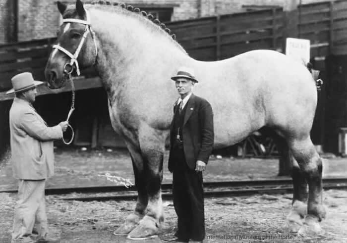 Brooklyn Supreme, the biggest horse ever - 7 feet tall and 3200 pounds, 1930. - Animals Stole the Spotlight Historic Photos