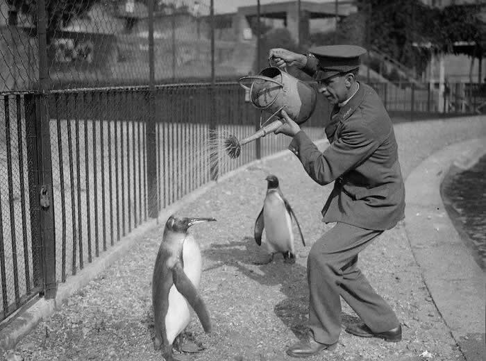 Zookeeper pouring water over penguins to keep them cool, 1930. - Animals Stole the Spotlight Historic Photos