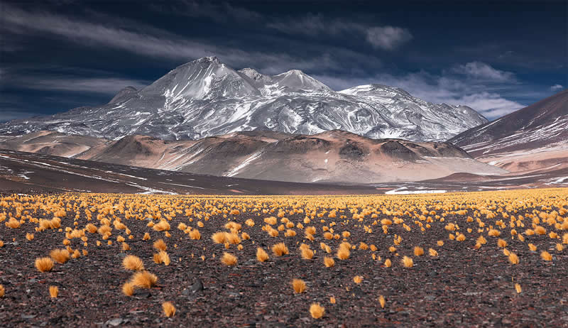 Golden tufts of grass cover the dark volcanic ground of the Atacama Desert, stretching toward a massive snow-covered mountain beneath dramatic clouds and a deep blue sky.