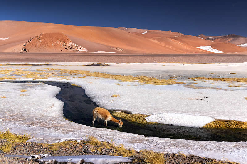 A lone vicu&ntilde;a stands beside a narrow dark stream cutting through icy white salt flats, with golden grasses and expansive orange volcanic mountains beneath a deep blue sky.