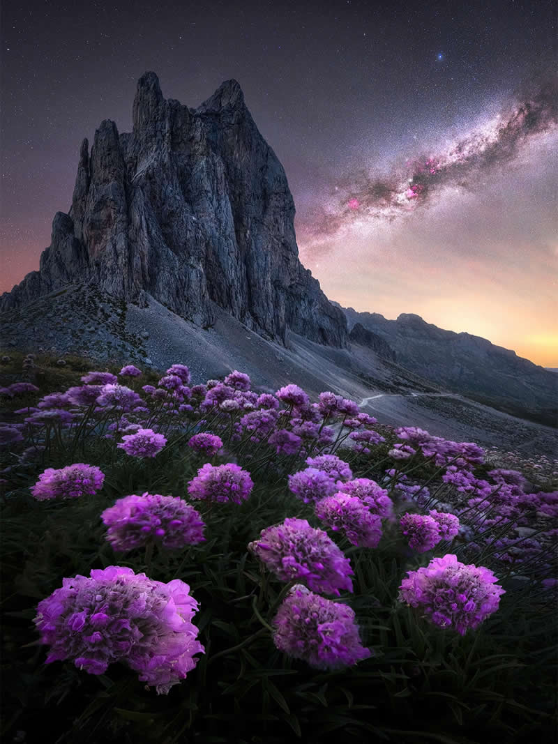 Whispers of the Night Bloom, Picos de Europa National Park
