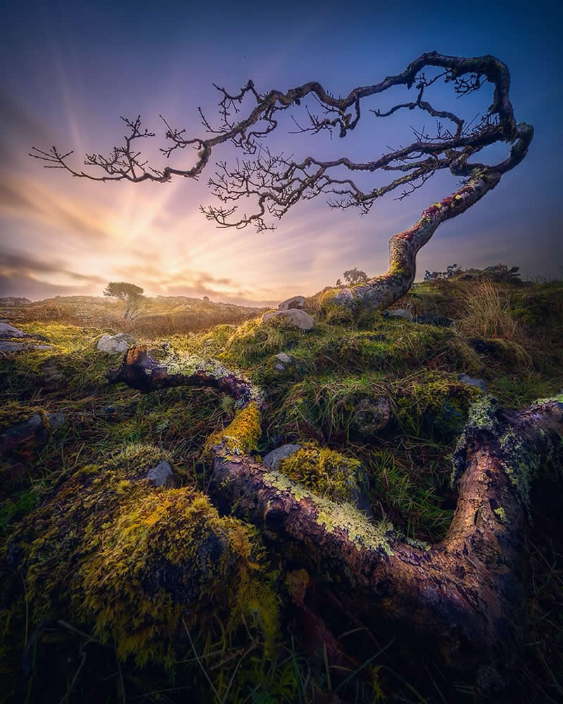 Tree and Sunrise, Ireland