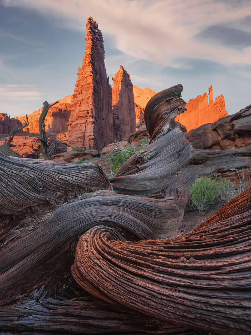 Amazing woody foregrounds in the southwest of the USA
