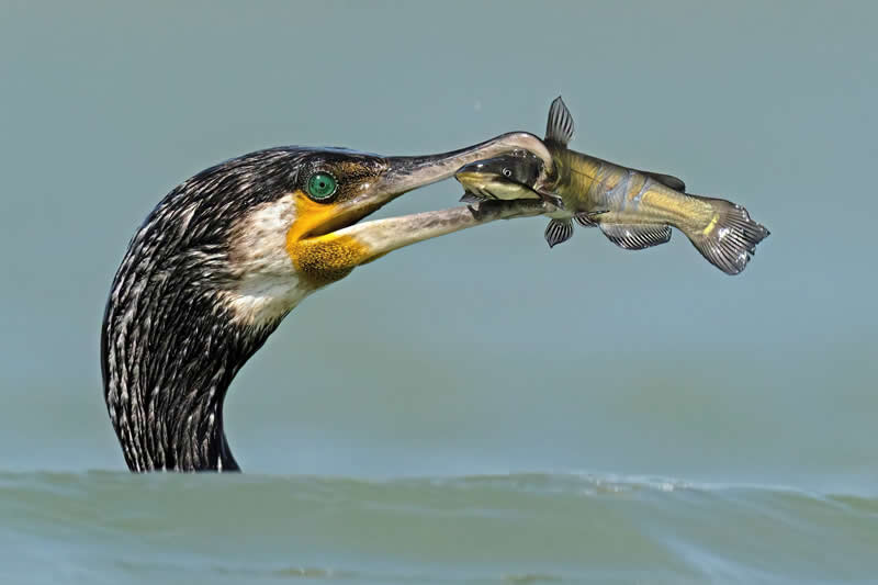 Death Grip by Antonio Aguti, Italy - Bird Photographer of the Year Winners