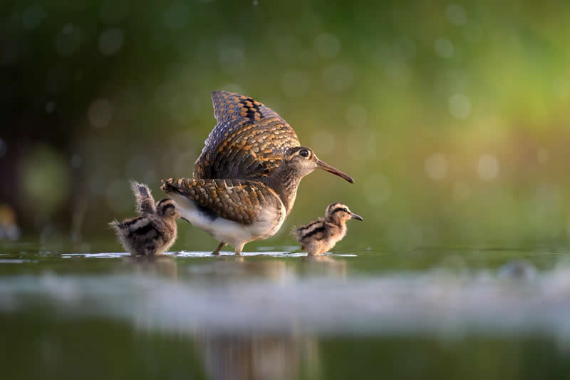 There Is Danger by Zhikai Wu, China - Bird Photographer of the Year Winners