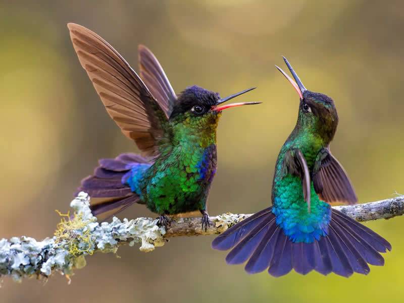 It's My Space! by Juan Pucci, Costa Rica - Bird Photographer of the Year Winners