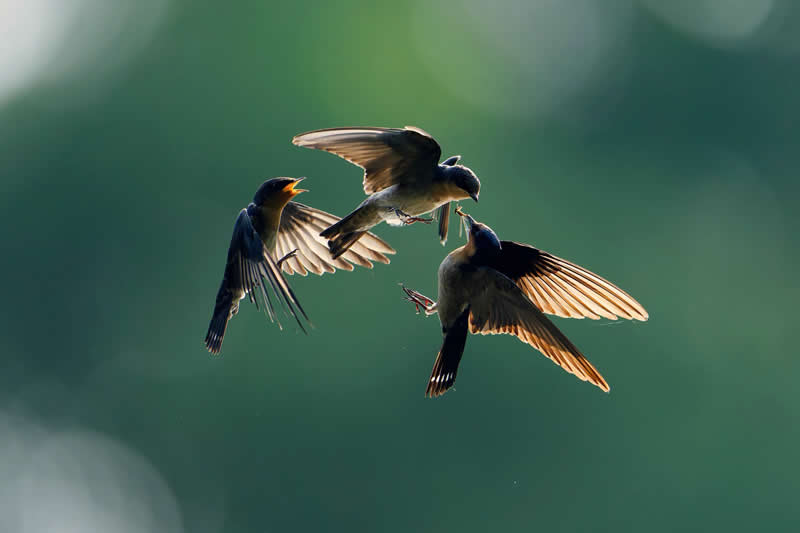 Scramble by Jim Lee, Singapore - Bird Photographer of the Year Winners