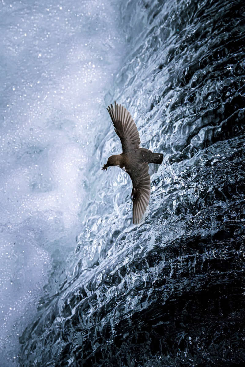 Challenging the Elements by Moreno Pellegrin, Italy - Bird Photographer of the Year Winners