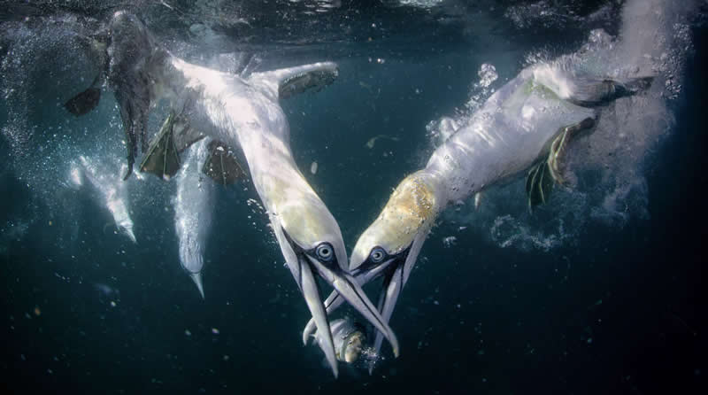 Symmetry by Joshua Galicki, United States - Bird Photographer of the Year Winners