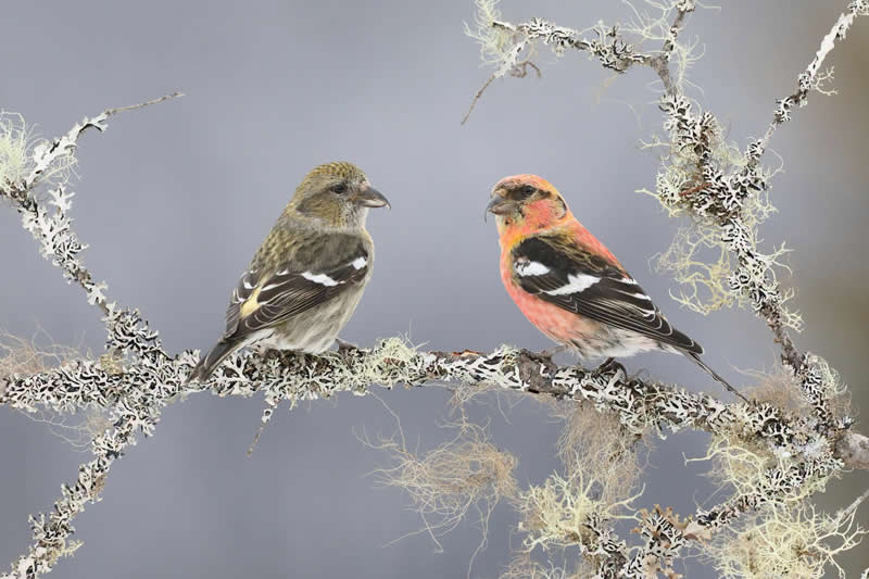 Crossbills Couple by Maxime Legare-Vezina, Canada - Bird Photographer of the Year Winners