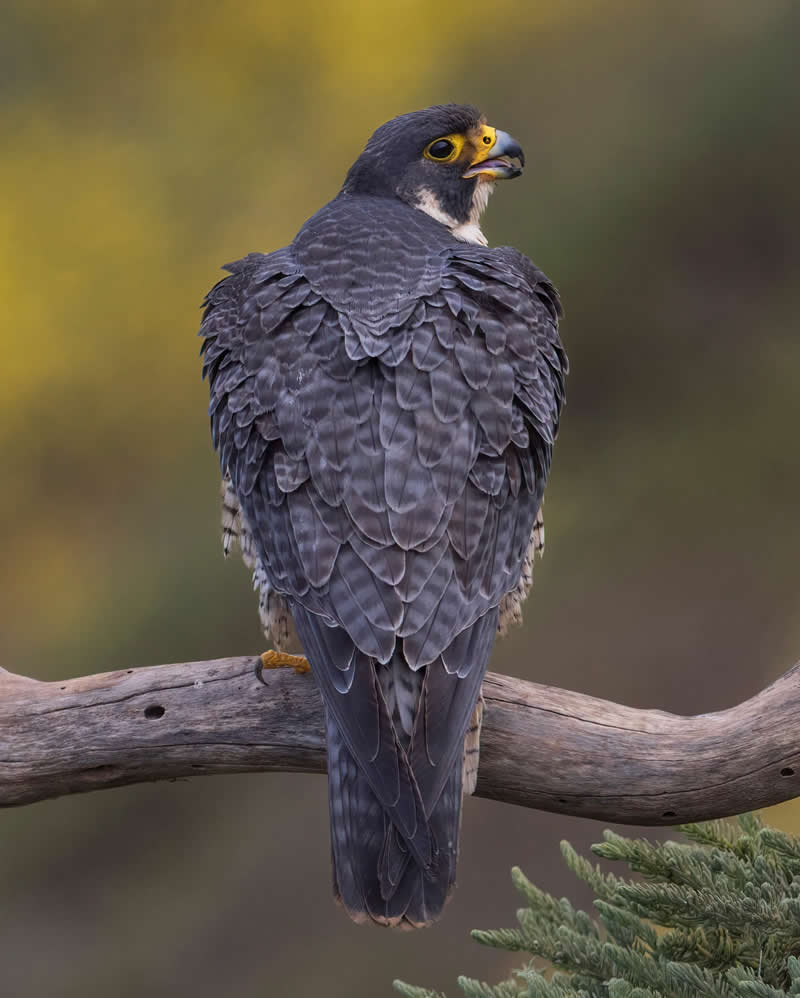 Peregrine Falcon Posing by Mario Labado, United States - Bird Photographer of the Year Winners