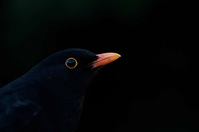 Blackbird by Brendon White, South Africa - Bird Photographer of the Year Winners