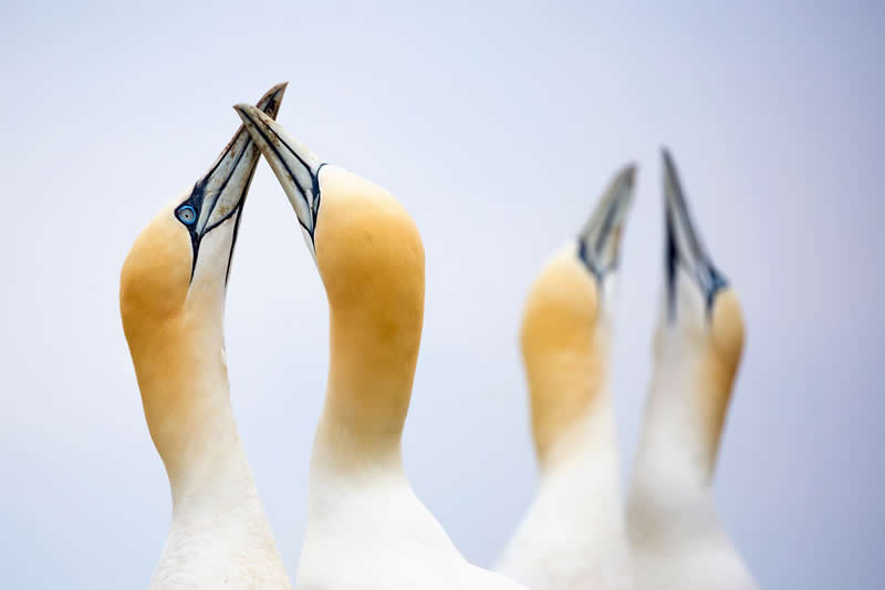 Double Affection by Florian Warnecke, Germany - Bird Photographer of the Year Winners