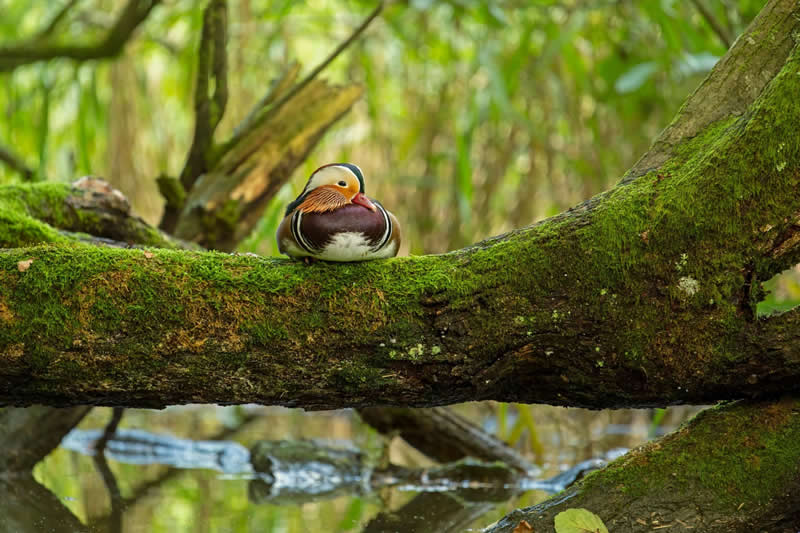 Mandarin Hideaway by Andrew Rouse, United Kingdom - Bird Photographer of the Year Winners