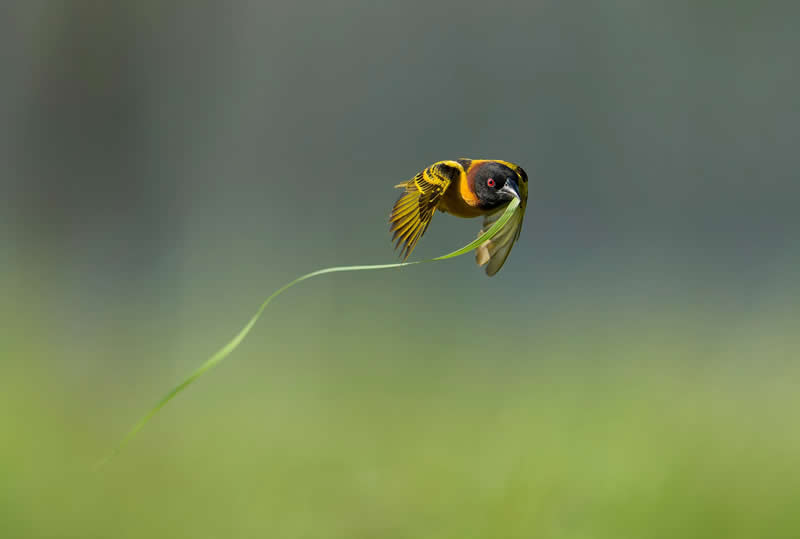 Building Materials by Jim Lee, Singapore - Bird Photographer of the Year Winners