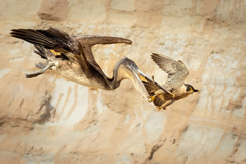 Protecting the Nest by Krisztina Scheeff, United States - Bird Photographer of the Year Winners