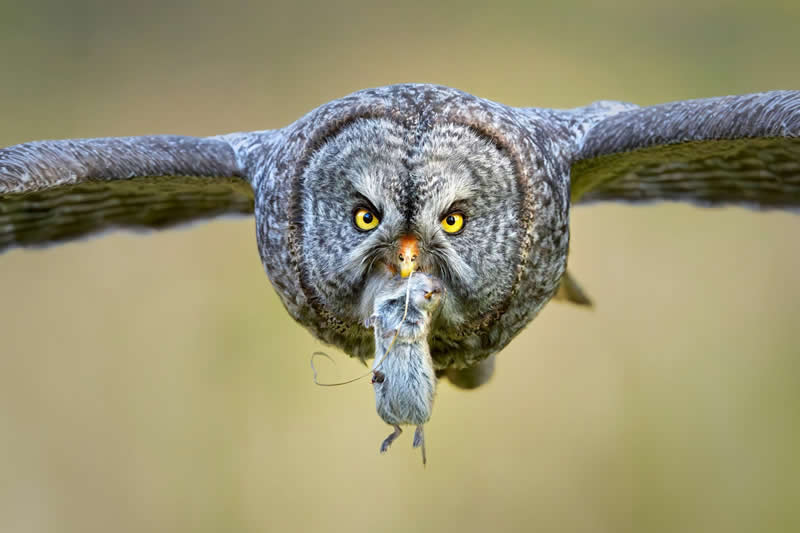 Great Grey Flying in With Prey by Protik Hossain, United States - Bird Photographer of the Year Winners