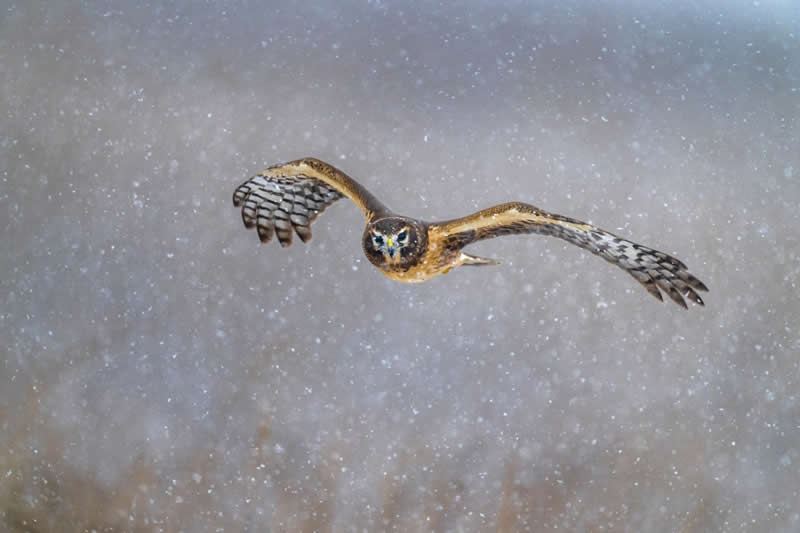 Northern Harrier in Snowstorm by Muhammad Faizan, United States - Bird Photographer of the Year Winners