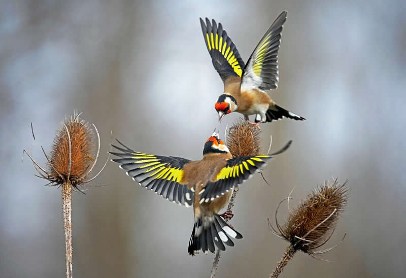 Let Me Eat First by Saleel Tambe, United Kingdom - Bird Photographer of the Year Winners