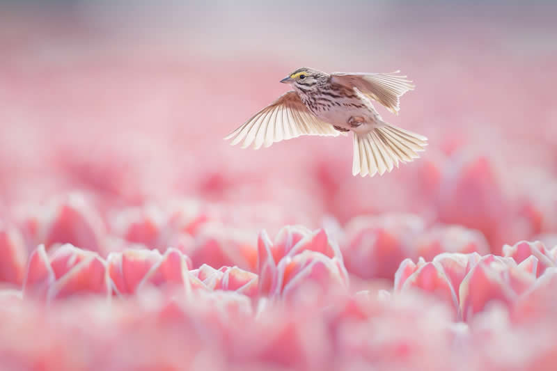 Grace by Protik Hossain, United States - Bird Photographer of the Year Winners