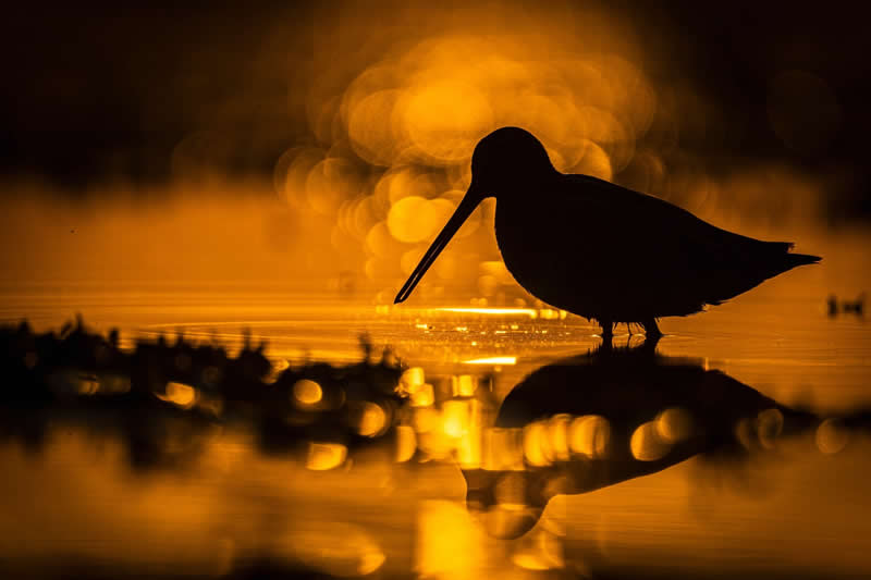 Golden Treasure by Michał Janiak, Poland - Bird Photographer of the Year Winners
