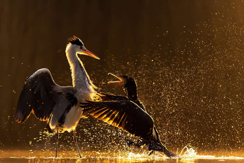 Tango by Korn&eacute;l Bedő, Hungary - Bird Photographer of the Year Winners
