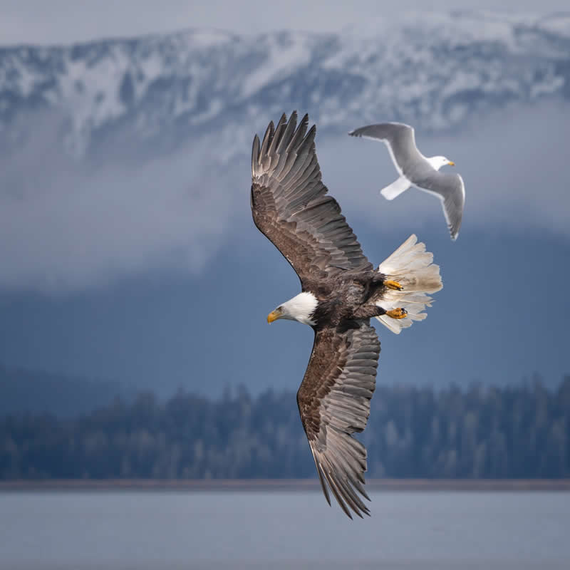 Wingspan by Linda Scher, United States - Bird Photographer of the Year Winners