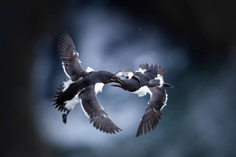 Air Battle by Jonas Classon, Sweden - Bird Photographer of the Year Winners