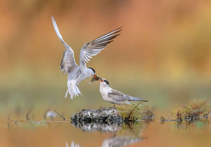 Connection by Yosi Chen, Israel - Bird Photographer of the Year Winners