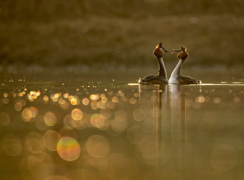 Grebe&rsquo;s Sunrise by Mark Harder, Australia - Bird Photographer of the Year Winners