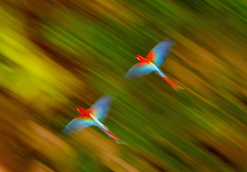 Flash of Colour by Andy Parkinson, United Kingdom - Bird Photographer of the Year Winners
