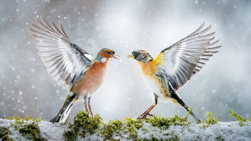 Chaffinch vs. Brambling by Petter Ask&oslash; N&aelig;ss, Norway - Bird Photographer of the Year Winners