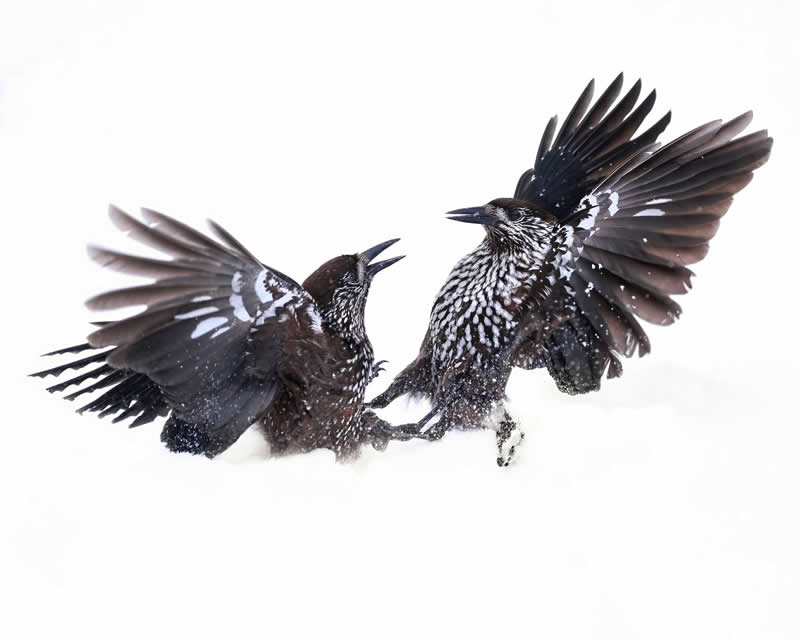 Fight in the Snow by Florian Warnecke, Germany - Bird Photographer of the Year Winners